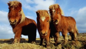 shetland-ponies