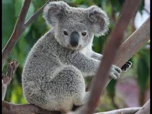 duchess-diaries-real-news