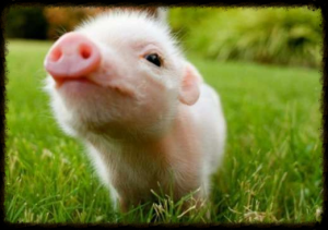 duchess-diaries-helper-pig