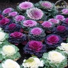 duchess-diaries-kale-moment