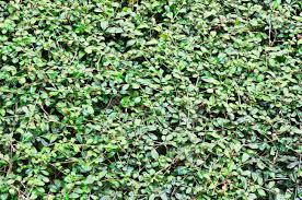 duchess-diaries-the-shrub