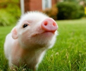 lil-piggy