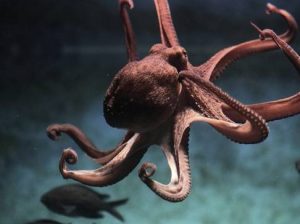 duchess-diaries-mating